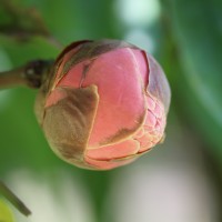 Brownea grandiceps Jacq.